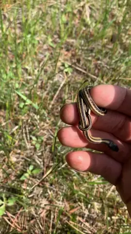 They’re just so cute.  #garter #gartersnake #gartersnakes snake #snakes #snakesofinstagram #snek #wild #wildlife #pet #pets #reptile #reptiles #reptilekeeper #reptilelover #reptilesofinstagram #animal #animals #daily #instagram #tiktok #reels #cute #viral #boise #idaho