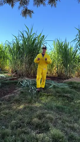 Como achar o campo magnético das abelhas #apis #apismelfera #apiario #apiary #mel #apicultor #apicultura #apiculteur #apicultores🐝 #honey #abelha #zootecnista #natureza #agronegocio #deus 