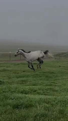 Smokey💨💨💨 living his best life💕💕  #racehorsesoftiktok #thoroughbred #horse #Love #australia #horsesoftiktok #fy