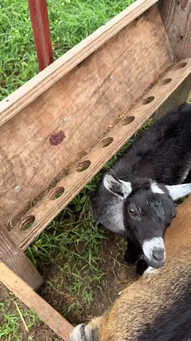 Just a mornin snack #goat #goats #goatfarm #asmr #farmasmr #farming #farm #feed #feeding #feedingroutine #morningroutine #nightimeroutine #chores #farmchores #feedwithme #closingshift #openingshift #sounds #dairy #dairygoat #formula #formulashortage #milk #goatmilk #goatsofticktok #babygoat #bottlebaby #healthadepopit #fy #fyp #goatmilk #goatlotion #goatmilklotion #goatmilksoap #goatmilkcheese #milkmachine #simplepulse 