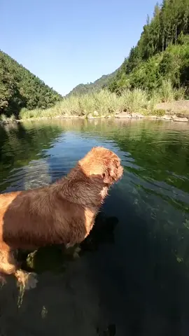 #dogsoftiktok #goldenretrievers #dogswimming #viral 