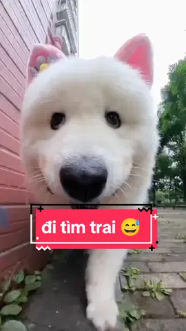 một buổi chiều đi bẹo 😁 #thucung #yeudongvat #pet #xuhuongtiktok2024❤️🌈✔️ 