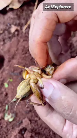 You've Never seen this much big Cricket 🦗 ever before #ants #LearnOnTikTok #crickets #foryou #fypシ゚viral 