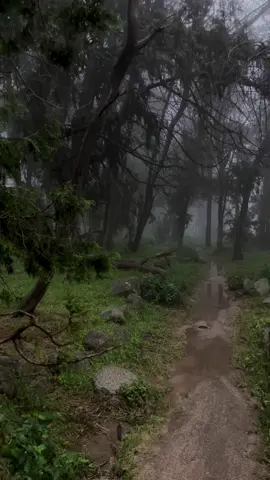 غابتي المفضلة 🤍. #بدون_موسيقى #albaha #explor #غابة 