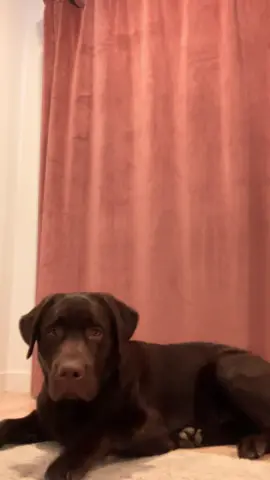 Was he good while i was gone??  #PetsOfTikTok #labpuppy #labradorretriever #fyp #viral #chocolatelab #1min #longervideos #puppylove 