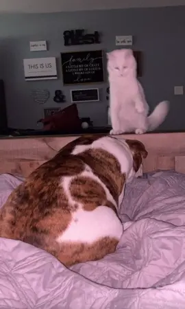 I miss these 2!! #BestFriends #dogandcat #viral #funny 