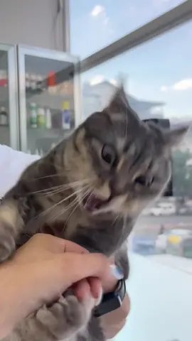 Bir evin bir delisi bir akıllısı😹 #kedi #kediler #kedilerim #kedilerrr #kedilerrrrr❤️ #cat #catsoftiktok #kedilerindünyası #kedilerisevin #kedilerindunyasi #kedilervadisi #veterinerhekim #veteriner_hekim #veterinarylife #veterineria #veterinerlik #veterinerhekimi #veterinerhekimlik #canlilar #canlılardünyası #canlılar #hayvanlarisevelim 