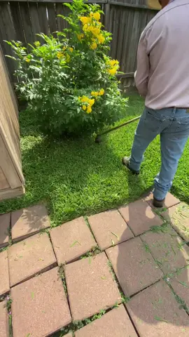 #foryoupage #yardero #lawncare #lawntiktok #parati #lawntok #lawn #fyp #fypage #satisfying 