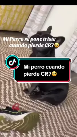 ⚽️🚨: Todos te adoramos goat 🐐 #cr7 #cristianoronaldo #alnassr #bulldogfrances 