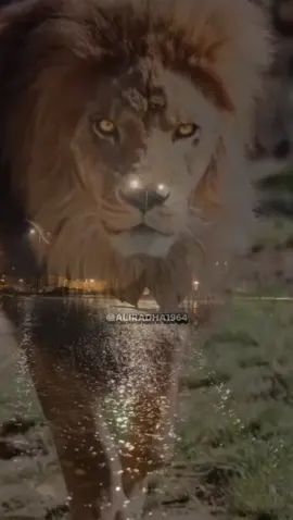 #ستوريات #foryou #foryoupage #fyp #الشعب_الصيني_ماله_حل😂😂 #ebn_masr 