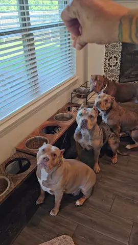 Control the Food. Control the Pace. A well trained puppy is worth more than #Gold 💯 🐾🐾 We Don't Find Homes for new Dogs...We Match Perfect Homes for Perfect Pups 😊 www.Burlesonbullies.com 🐾🐾 #BurlesonBullies #GotTex #FckSloppy 