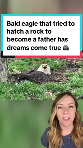 Murphy, the bald eagle who tried to hatch a rock, has now had his dreams of becoming a father come true not once, but twice. 🦅 Murphy is now officially on paternity leave at the World Bird Sanctuary in Missouri, where he is raising his second foster eaglet. 🥚 He is an excellent father, and is busy teaching the young eagle how the world works! 🪺   📸 World Bird Sanctuary  #eagle #babyeagle #murphytheeagle #birdsofprey #goodnews #animals #baldeagle #wildlife #birdsanctuary #wildliferescue #eagles #tiktokforgood 