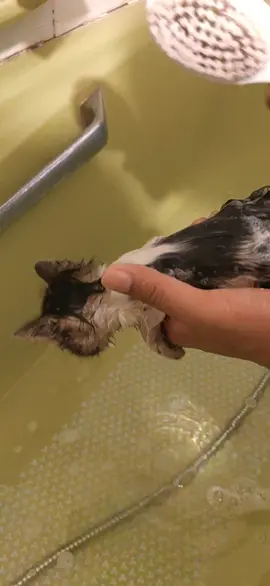 #cats #trending #foryou #fyp #catlovers #pets #petparent #abandoned #kitten #whiskers #foryou #kitten #whiskers #catsofinstagram #catsoftheworld #tutucat 