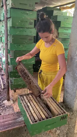 Amostradinhas 😅🤣🤣 #meme #amostradinho #apicultura #abelhascomferrao 