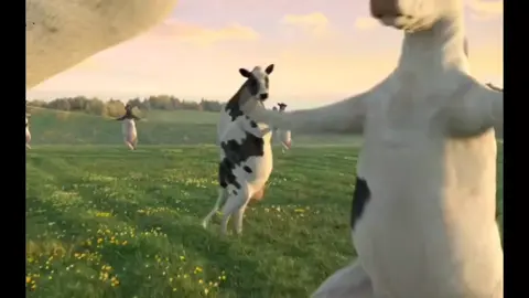 WAKE UP #fyp #try #account #template #firstofthemonth #cows #cow #farm #dance #viral 