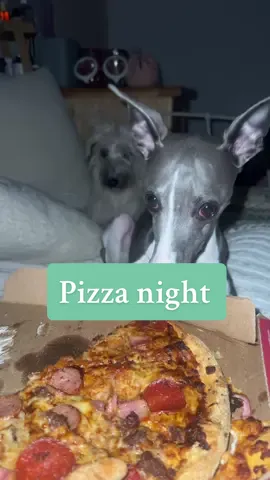 We have clear boundaries and that’s okay with us 🥰 Baby Wallace is just laid asleep on the floor like a good boy. *I meant to say begging isn’t a thing we are bothered about in this house #dogs #dogsoftiktok #gooddogs #training #whippet 