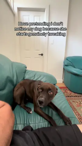 Always needs attention no matter what 😭  #needydog #funnydog #velcrodog 