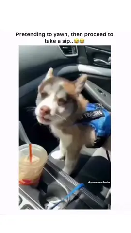 Remember the dog who got drunk? 🥴😂❤️ 📸: @pawsomefindss #dogvideo #dog #dogsofinstagram #dogs #dogvideos #doglife #dogoftheday #puppy #doglover #dogstagram #instadog #dogvideosofinstagram #doglovers #doberman #instagram #video #of #doggo #puppiesofinstagram #puppyvideo #puppylove #cute #doglove #dogslife #happydog #dogsofinsta #cutedogs #dogphotography #funnydog #Love 