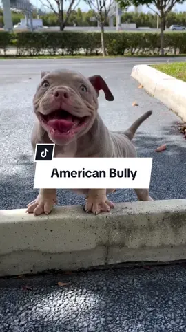 American Bully #cachorro #americanbully #animaisnotiktok #paidepet #maedepet 