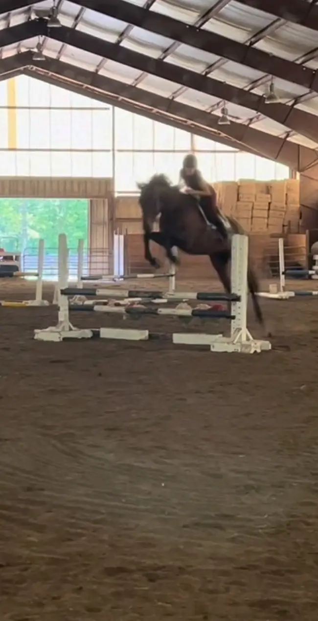 Got bored tbh#somegirlstakeracehorses #hearthorses❤️🐴 #foryoupage❤️❤️ #horseshow #horseshow #fypシ゚viral🖤tiktok #fypppppppppppppp #foryoupage❤️❤️ 