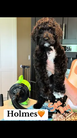 Our Harry Potter puppies, Ronald and Harry, are joining their forever families this weekend! Ronald, now Holmes🧡🕵️‍♂️, was such a good boy for his bath and blow dry. Nails trimmed, hygiene trim done, feet and face tidied up—he looks so fluffy and smells amazing. All ready to take on the world! We'll miss this cutie but know he's going to have a wonderful life. #PuppyLove #HarryPotterPups #ForeverHome #FluffyPup #NewAdventures #ethicalbreeder 