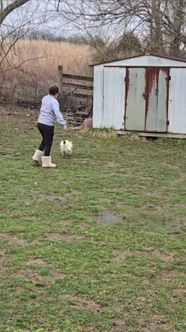 Elvis the rooster versus my wife. #roosterattacks #roosterteeth #wifevsrooster #elvis @Alicia Dawn Cottrill 