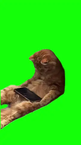 Cat watching cartoons meme green screen #greenscreen #cat #cats #catsoftiktok #meme #band4band #discord #stopmotion #FathersDay 