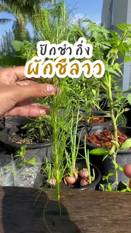 ผักชีลาวขยายพันธุ์ง่าย รากงอกเร็วทั้ง 2 แบบ👩🏻‍🌾 #เกษตรน่ารู้ #รู้ทันเกษตร #เทรนด์วันนี้ #คนรุ่นใหม่ใส่ใจเกษตร 