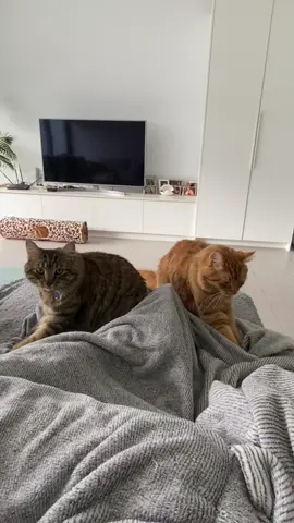 Can we stop yet? 😹 Still kneading one year later 🐾 #cat #catsoftiktok #kittensoftiktok #morepassion #makingbiscuits 