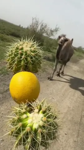 #camel #camels #eating #cactus #cute #pet #beautiful #mukbang 
