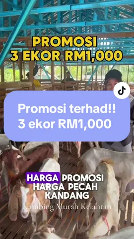 Stok terhad!!! #kambingmurahkelantan #kambingfrozen #kambingfresh #kambingb40 #kambing #kelantantiktok #kambingqurban #kelantan #qurban #kambinggolekyt #malaysiakini #jualkambing #kambingrangers #rayahaji2023 #pecintaanimals #lawak #PeternakanSapi #anakkambing #houseofkambing 
