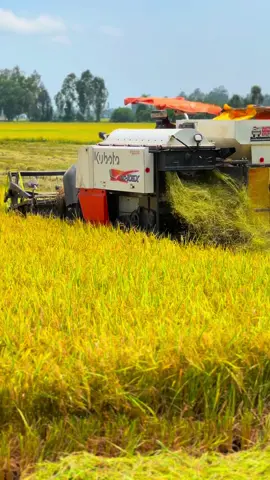 Chổ mình cắt rồi còn chổ bn thì sao😁#xuhuong#lúachínđầyđồng🌾 #65cantho#mientayquetoi#fyp 