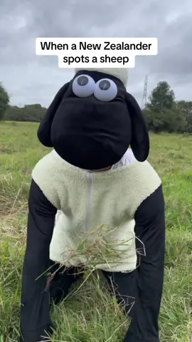 Don’t get me started on Aussies and kangaroos #nz #sheep #newzealand #bogan 