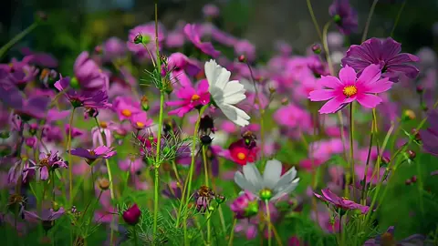 Flowers name?🖤🦋🌸#foryou #foryoupage #edit #cinematic #videography #team_of_fx #viral @TikTok Bangladesh @TikTok 