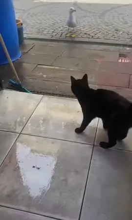 #catsoftiktok #cutecat #fyp 