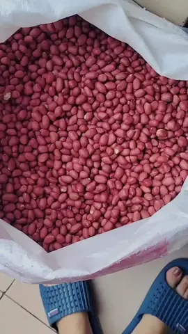 Lạc đỏ vụ mới, hàng bóc tay, khô giòn, ko bị hôi mốc, ăn ngọt, thơm và béo #lacdotaybac #organic 