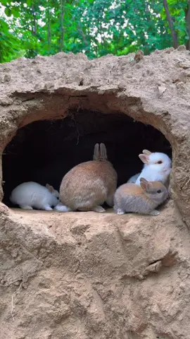 #cute #rabbit