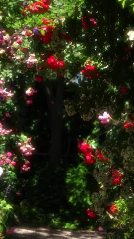 #xh #hoa #chillmotchut 