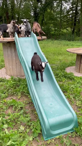 La nouvelle installation fait l’unanimité chez les plus jeunes ! 🤣🛝 #chevre#goat#goatsoftiktok#nature#ferme#animals#chevrenaine#cabra#goatlove#cute#france#biquette#chevrerie#elevage#animauxdecompagnie#bouc#chevreaux#ziege#chevreminiature 