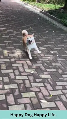 Happy Doggo! #doggo #happydog #dogsoftiktok #animallove #lol #animals #funnypets #pet #nature #cute #funnyanimals #adorable #pets #animal #cutepetclub #fyp #PetsOfTikTok #adorableanimals #familyfriendly #socute #animalvideosforkids #kidfriendly #foryoupage #cuteanimals #cutepet #funnymemes #animalmemes #amusinganimals #trending #viral #kidfriendlycontent #animaltok 