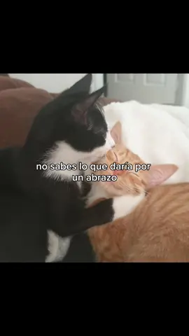 No sabes lo que daría por un abrazo... #jaze #musica #gato #dedicar #Viral #foryoupage #fyp #tiktok #fypシ゚ 