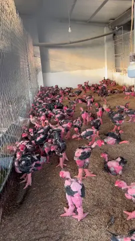 Chuẩn gà đông tảo F1 thuần chủng cho các bác  uy tín nó là vàng 