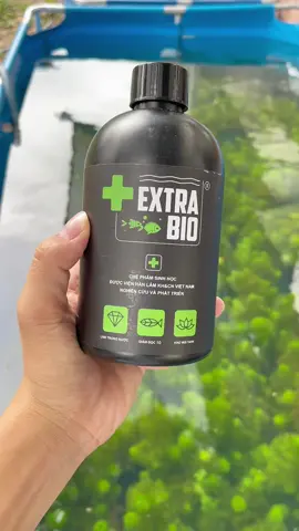 Vi sinh làm trong nước extrabio #07_6 #sanggupy #nguyenngocsang #cabaymau #ca7mau #dcgr #LearnOnTikTok #rewiew #thetrieuguppyfarm #vothetrieu 