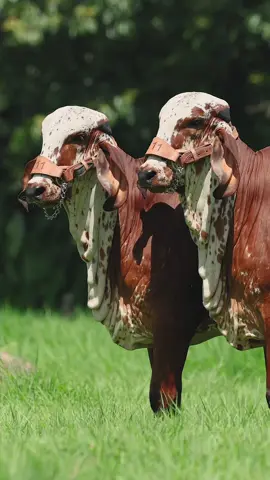 Como 2 gotas de agua 🤩🎥