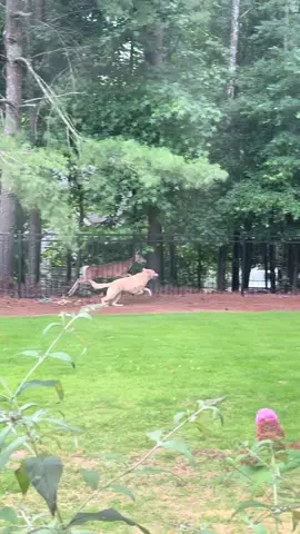 sunday morning antics w/ bear & friends !!            #bear #dog #dogsoftiktok #animals #gardentok 