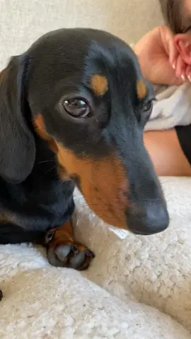 #dachshund #wienerdog #dogsoftiktok #fyp #miniaturedachshund #weineedog #sausagedog #dog #puppy #minaturedachshund #weinerdog 
