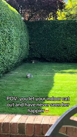 It is so cute to watch🥺❤️ #kitten #cat #cattok #PetsOfTikTok #catlove #catlover #britishshorthair #cats #scottishfold #cutecat #funnycat 