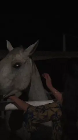 هل شيلة يقلبي..🫀☹️👌🏻🎶🎵🎻🍂♾️🦋✨<•••>#راشديةمطنوخة #خيل_وخياله🐎 #fyp #foryou #tiktok #fypシ゚viral #viralvideo #explore 