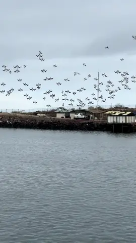 One of the coolest things I’ve ever seen, on the last day of a bucket-list trip to the Galápagos. A flock of blue-footed boobies repeatedly dive-bombing for fish.  #bluefootedboobybird #galapagos #galapagosislands #divebombingbirds 