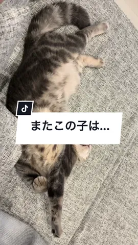 すごい体勢だけど落ち着くのかな？🥹#猫 #cat #catsoftiktok #スコティッシュフォールド #癒し動画 